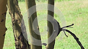 Baboon climbing down tree in s