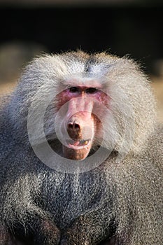 Baboon closeup
