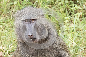 Baboon, closeup of adult baboon in Kibale Nationalpark, Uganda, Africa