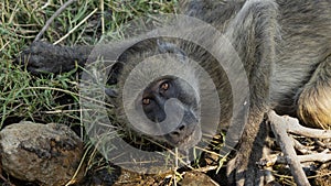 Baboon closeup looking at photographer