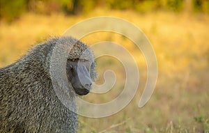 Baboon closeup shot, Kenya, Africa