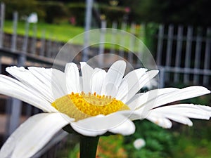 Baboon Dacia flower