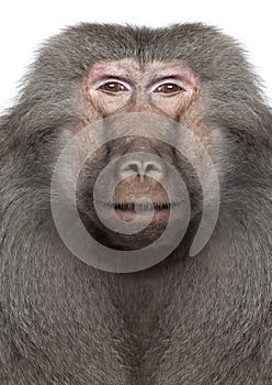 Baboon - Digital enhancement