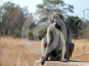 Baboon with direct look in Krueger National Park in South Africa photo