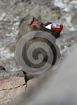 Baboon drinking juice