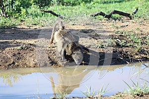 Baboon drinking from a pond