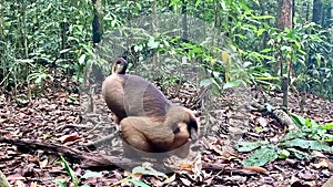 Baboon eating in Bukit Lawang National Park in Sumatra