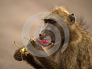 Baboon eating flowers