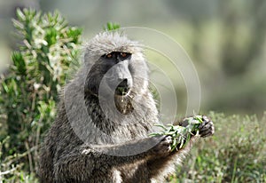 A Baboon eating green leaves