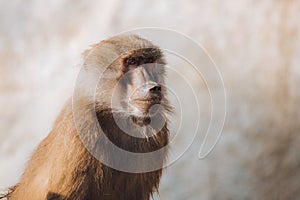 Baboon facial portrait Papio cynocephalus