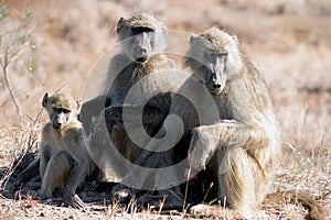 Baboon family photo