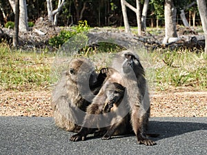 Baboon family