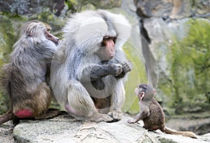 Baboon family