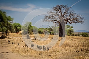 Baboon family and baobab tree in Tarangire National Park safari, Tanzania