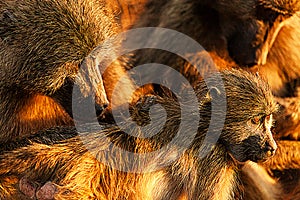 Baboon family cub portrait