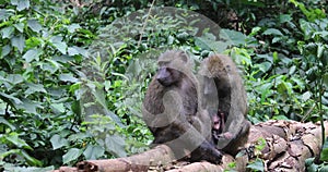 Baboon family with infant, 4K
