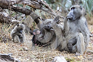 Baboon family relaxing in the sun