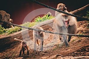 Baboon Family (Sydney Zoo)