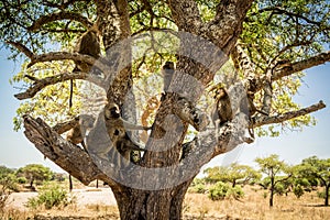 Baboon family on a tree. Tarangire National Park safari, Tanzania