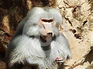 Baboon with a flower