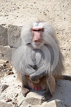 Baboon greeting visitors