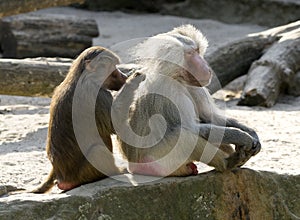 Baboon grooming