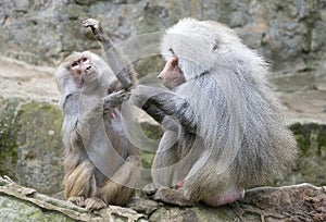 Baboon grooming