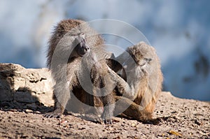 Baboon grooming