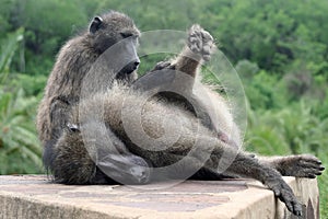 Baboon grooming session