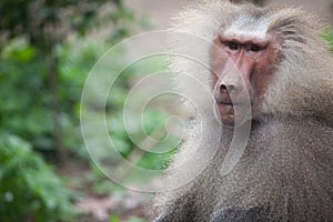 Baboon photo