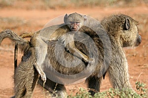 Baboon infant photo