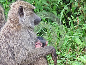 Baboon with its baby in Akagera National Park in Rwanda, Africa