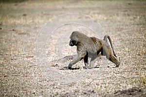 Baboon (Kenya)