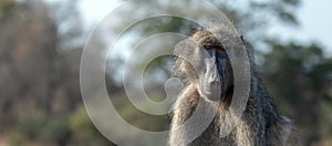 Baboon with menacing look in Krueger National Park in South Africa photo