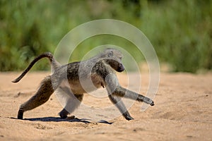 Baboon in Kruger National Park