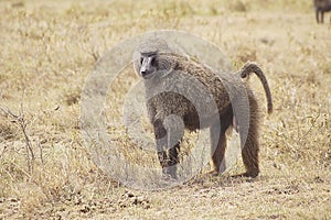 Baboon in Lake Nakuru, Kenya