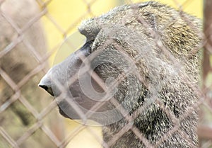 Baboon with large nose