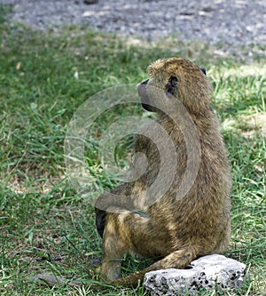 The baboon is looking afield while sitting on the rock
