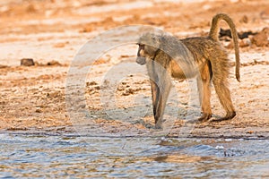 Baboon looking at river for danger
