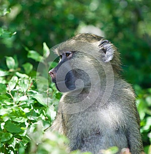 The baboon is looking somewhere