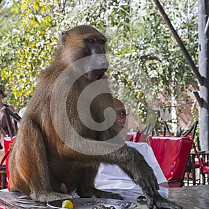 Baboon male