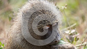 Baboon, Manyara park, Tanzania