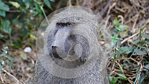 Baboon, Manyara park, Tanzania