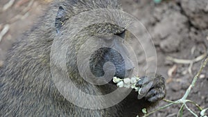 Baboon, Manyara park, Tanzania