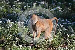 A baboon mokey among the white flowers photo