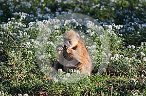 A baboon mokey among the white flowers photo