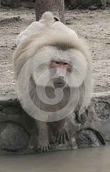a large Old World ground-dwelling monkey with a long doglike snout, large teeth, and naked callosities on the buttocks.