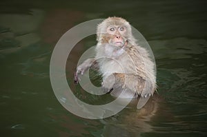 Baboon monkey