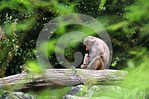 Baboon monkey