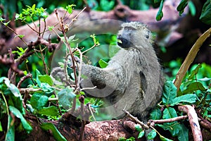 Baboon monkey in African bush